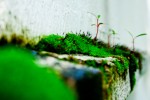 feature_owen