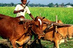 cattle