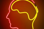 Brain