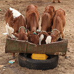 Incomplete Assistance: Obstacles to Achieving Food Security