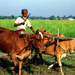 Boon or Burden? Lessons from Microcredit in Bangladesh, Bolivia, and South Africa