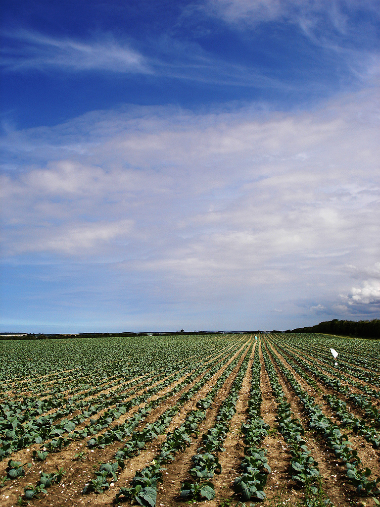 In the Fight for Food Security, Sustainable Land Management Plays a ‘Growing’ Role