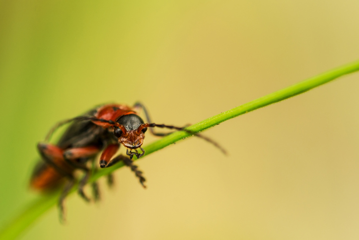 Global Insect Decline Linked to Light Pollution