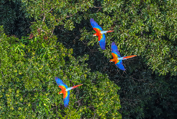 The Amazon in peril: The life and death of the world’s most diverse biome