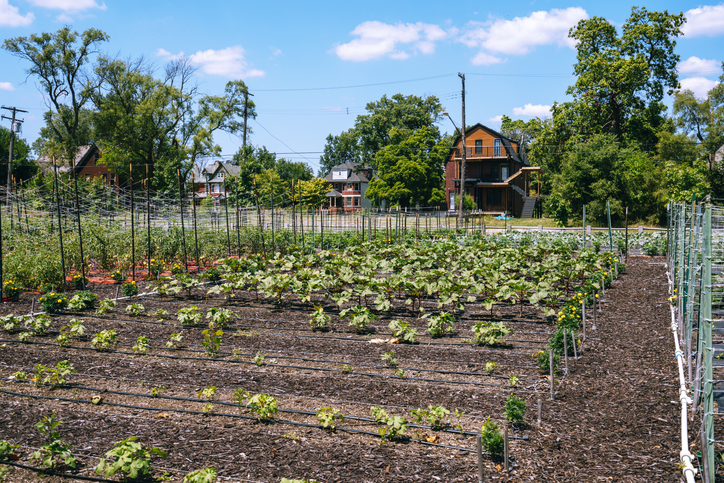 Who Participates in Small-Scale Urban Agriculture? And Why?